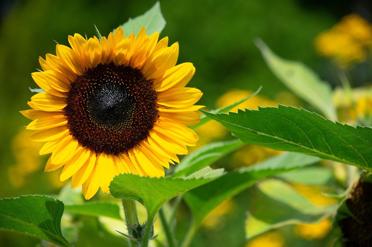 The Ultimate Guide to Botanical Painting